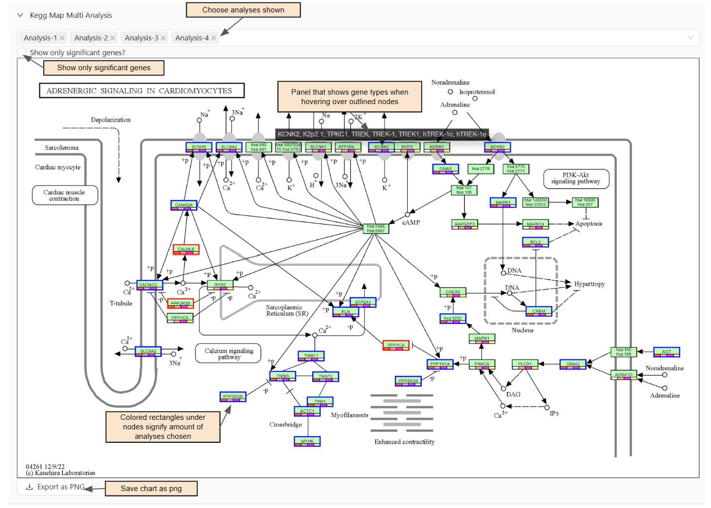 Visual of KEGG Map Multi Analysis